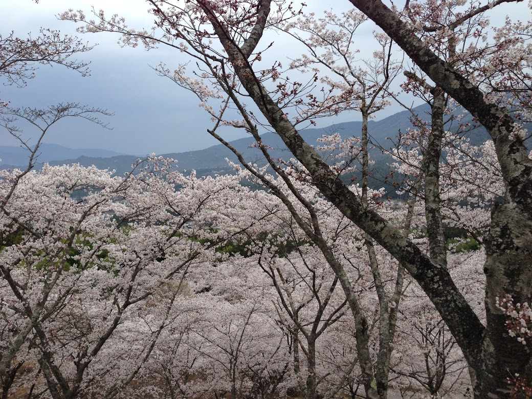 桜色の明るさ